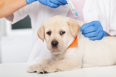 Injection d’un chiot par un vétérinaire