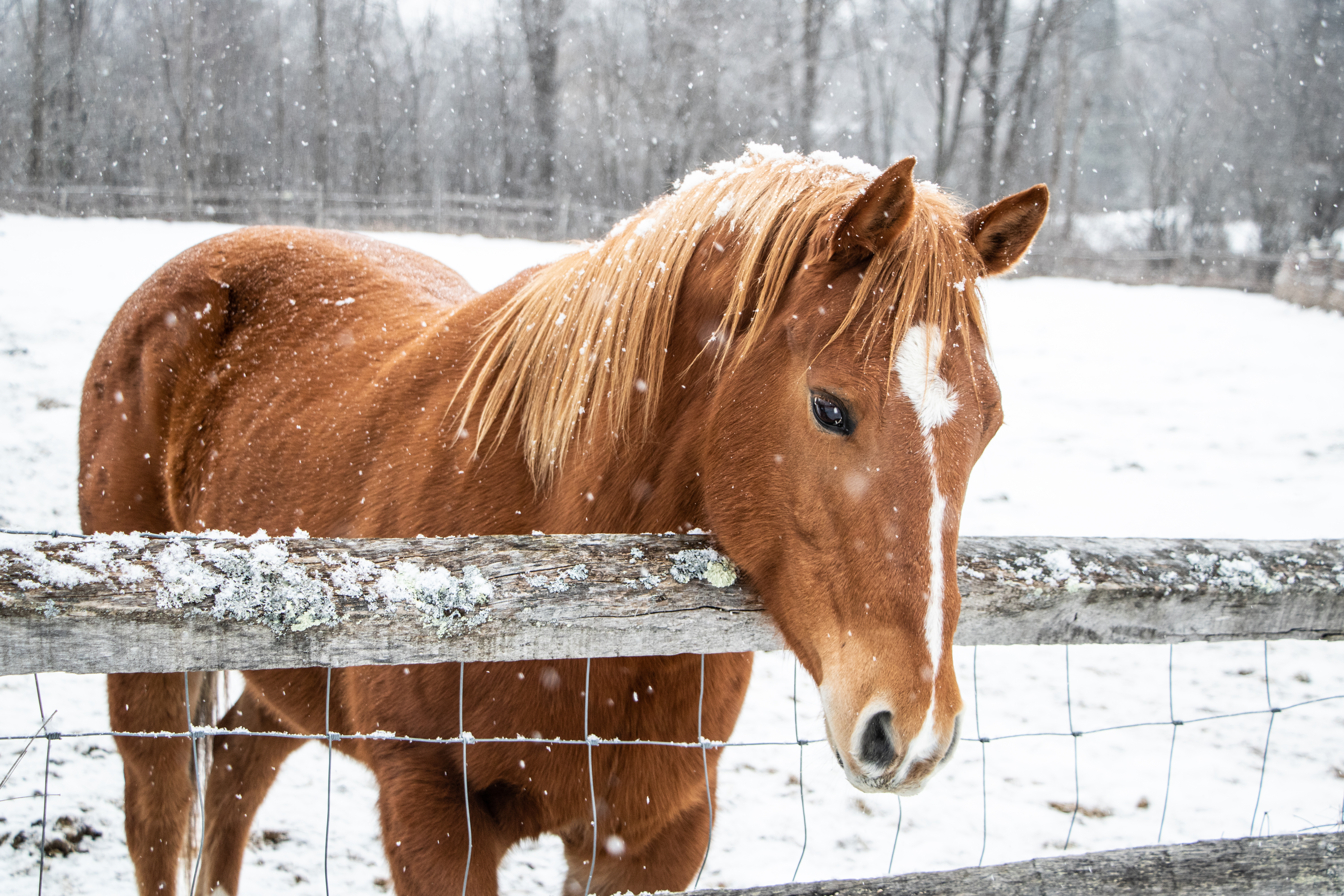 horse in winter