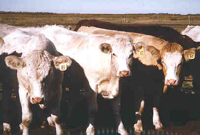 Cattle on Pasture