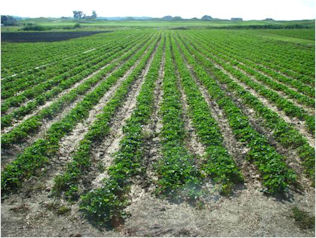 Strawberry rows