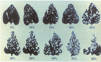 Percent defoliation of sunflower leaves