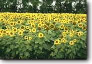 Sunflower Crop