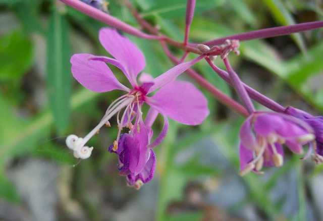 Fireweed