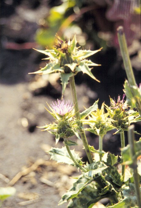 Milk Thistle   