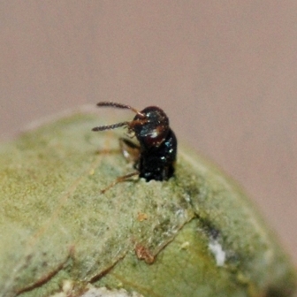 parasite adult emerging from ALB cocoon