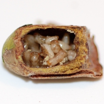 immature parasites at various stages of development in bee cocoon