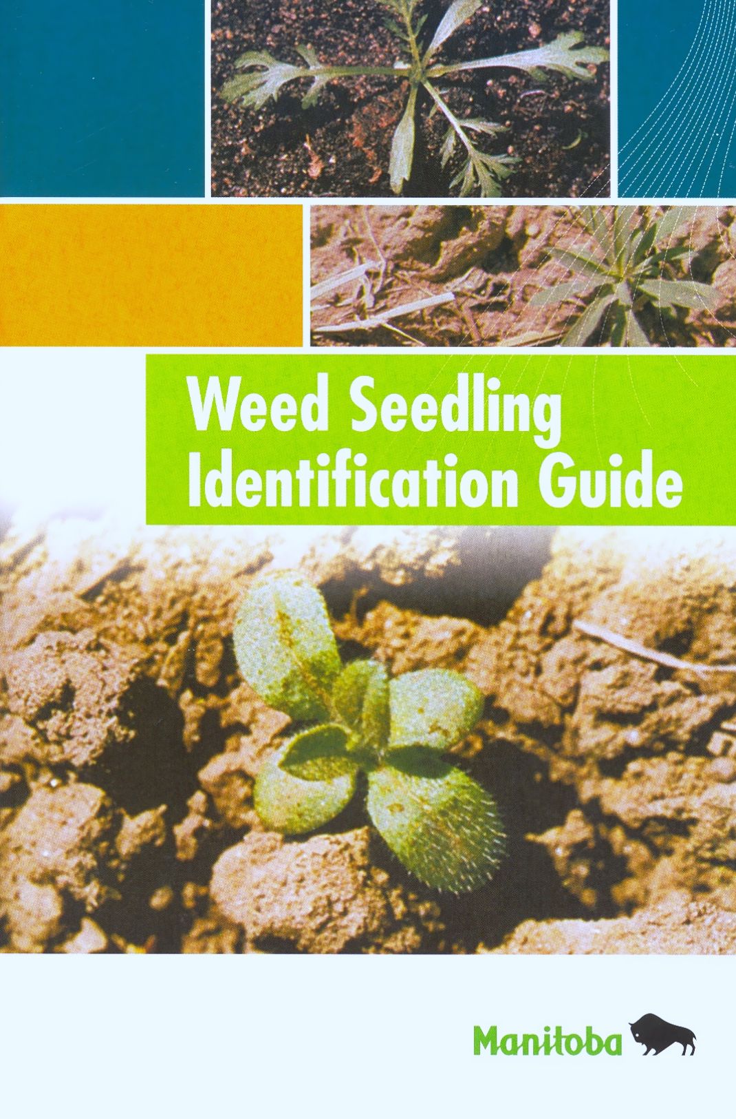 Weed Seedling Identification Guide