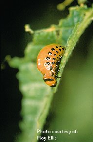 Colorado Potato Beetle