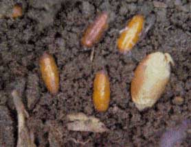 Cabbage Maggot Pupae