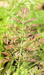 Fern-like growth of sheets