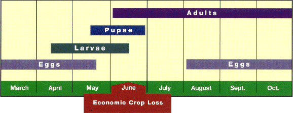 Red turnip beetle life cycle