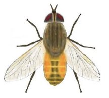 Horse Fly