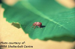 Apple curculio adult