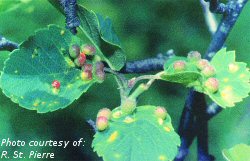 Cynipid wasp gall on saskatoon