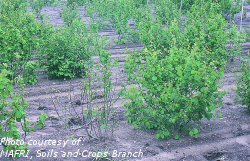 Apple tree borer damage to saskatoon