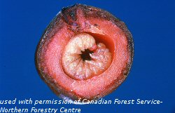 Sawfly larva within chokecherry