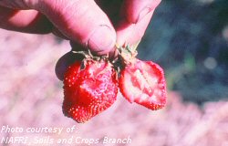 Slug damage to strawberry