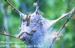 Tent caterpillar nest with larvae