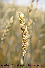 Fusarium Head Blight