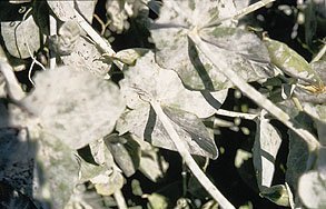 Powdery Mildew