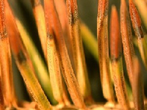 Needles showing dark specks of fruiting bodies on the surface