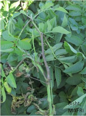 infection on potato stems