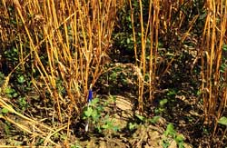 Red clover growth prior to cereal harvest after spring broadcast seeding into winter wheat.