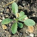 Shepherd's purse seedling