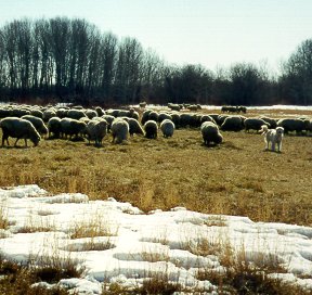 flock of sheep